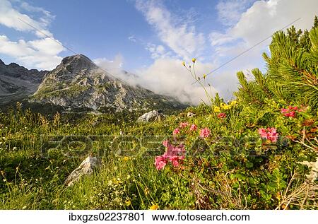 Stock Image - "Hairy Alpenrose (Rhododendron hirsutum), Karwendel mountains, Tyrol, Austria, Europe". Fotosearch
