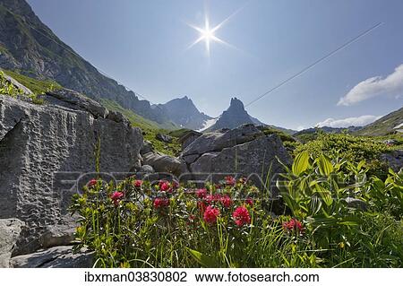 "Hairy Alpenrose (Rhododendron hirsutum), Upper Laguz Alps, Rote Wand Mountain, Grosses Walsertal Biosphere Park, Vorarlberg, Austria, Europe" View Large Photo Image Stock Image - "Hairy Alpenrose (Rhododendron hirsutum), Upper Laguz Alps, Rote Wand Mountain, Grosses Walsertal Biosphere Park, Vorarlberg, Austria, Europe". Fotosearch