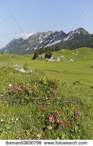 "Hairy Alpenrose (Rhododendron hirsutum), Laguz Alps with Breithorn Mountain, Grosses Walsertal Biosphere Park, Vorarlberg, Austria, Europe" View Large Photo Image Stock Photo - "Hairy Alpenrose (Rhododendron hirsutum), Laguz Alps with Breithorn Mountain, Grosses Walsertal Biosphere Park, Vorarlberg, Austria, Europe". Fotosearch