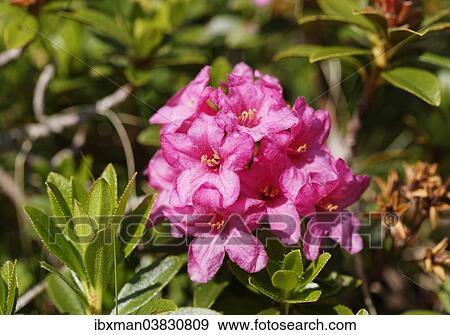 "Hairy Alpenrose (Rhododendron hirsutum), Grosses Walsertal Biosphere Park, Vorarlberg, Austria, Europe" View Large Photo Image Stock Photo - "Hairy Alpenrose (Rhododendron hirsutum), Grosses Walsertal Biosphere Park, Vorarlberg, Austria, Europe". Fotosearch