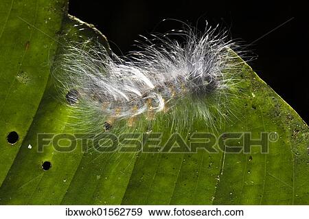 "Hairy caterpillar in lowland rainforest, Braulio Carrillo National Park, Costa Rica, Central America, North America" View Large Photo Image Stock Photo - "Hairy caterpillar in lowland rainforest, Braulio Carrillo National Park, Costa Rica, Central America, North America". Fotosearch