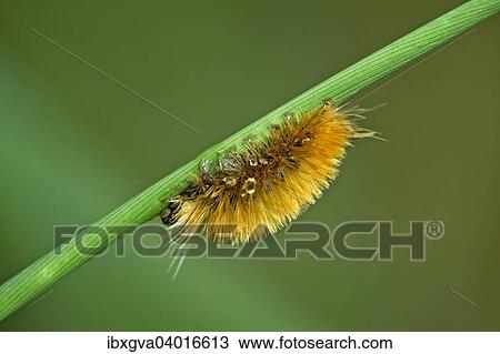 "Hairy caterpillar of a moth (Erebidae), Tambopata Nature Reserve, Madre de Dios region, Peru, South America" View Large Photo Image Stock Image - "Hairy caterpillar of a moth (Erebidae), Tambopata Nature Reserve, Madre de Dios region, Peru, South America". Fotosearch