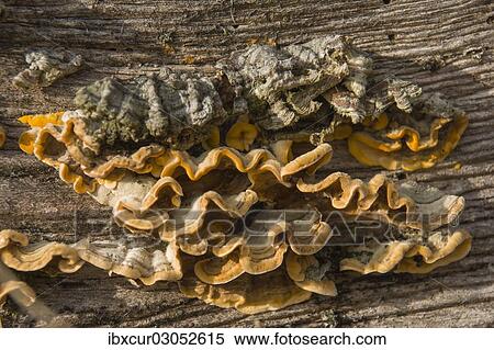 "Hairy Curtain Crust (Stereum hirsutum), Thuringia, Germany, Europe" View Large Photo Image Stock Photography - "Hairy Curtain Crust (Stereum hirsutum), Thuringia, Germany, Europe". Fotosearch