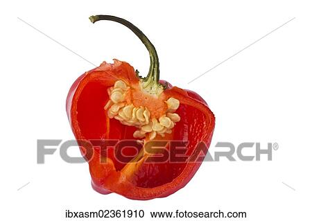 Half a Habanero (Capsicum chinense) View Large Photo Image Stock Image - Half a Habanero (Capsicum chinense). Fotosearch