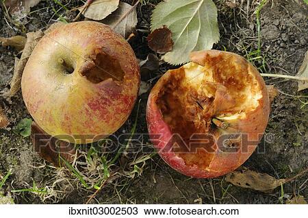 Half-eaten apples View Large Photo Image Stock Image - Half-eaten apples. Fotosearch