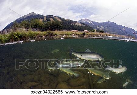 Stock Photography - "Half-half shot, Lake Grublsee with swarm, Brook trout (Salvelinus fontinalis) and Rainbow trout (Oncorhynchus mykiss), Lake Grublsee, Styria, Austria, Europe". Fotosearch