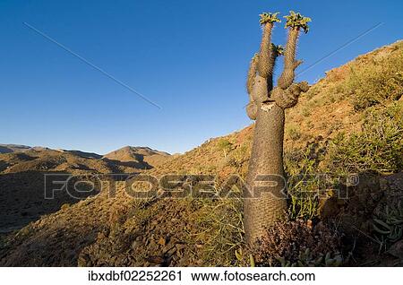 "Halfmens or Elephant's Trunk (Pachypodium namaquanum), Richtersveld National Park, Northern Cape, South Africa, Africa" View Large Photo Image Stock Image - "Halfmens or Elephant's Trunk (Pachypodium namaquanum), Richtersveld National Park, Northern Cape, South Africa, Africa". Fotosearch