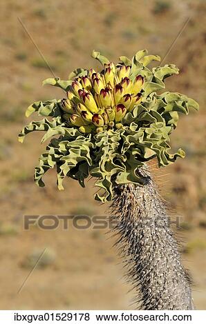 "Halfmens succulent (Pachypodium namaquanum), inflorescence in habitat, Richtersveld Transfrontier National Park, South Africa, Africa" View Large Photo Image Stock Photo - "Halfmens succulent (Pachypodium namaquanum), inflorescence in habitat, Richtersveld Transfrontier National Park, South Africa, Africa". Fotosearch