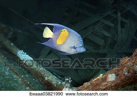 "Halfmoon Angelfish (Pomacanthus maculosus) at the shipwreck of the SS Thistlegorm, Red Sea, Egypt, Africa" View Large Photo Image Stock Image - "Halfmoon Angelfish (Pomacanthus maculosus) at the shipwreck of the SS Thistlegorm, Red Sea, Egypt, Africa". Fotosearch