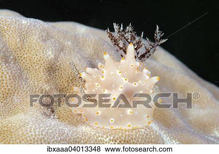 "Halgerda malesso (Halgerda malesso), Bohol Sea, Philippines, Asia" View Large Photo Image Stock Photo - "Halgerda malesso (Halgerda malesso), Bohol Sea, Philippines, Asia". Fotosearch