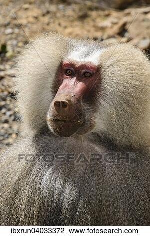 "Hamadryas Baboon (Papio hamadryas), Eritrea, Africa" View Large Photo Image Stock Image - "Hamadryas Baboon (Papio hamadryas), Eritrea, Africa". Fotosearch