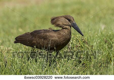 "Hamerkop (Scopus umbretta), Kaokoland, Namibia, Africa" View Large Photo Image Stock Image - "Hamerkop (Scopus umbretta), Kaokoland, Namibia, Africa". Fotosearch
