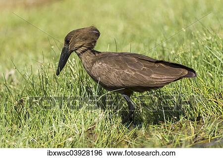 Stock Photograph - "Hamerkop (Scopus umbretta), Kaokoland, Namibia, Africa". Fotosearch