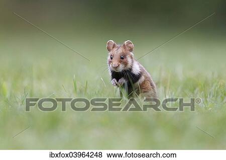 "Hamster (Cricetus cricetus), alert young in a meadow, Austria, Europe" View Large Photo Image Stock Photo - "Hamster (Cricetus cricetus), alert young in a meadow, Austria, Europe". Fotosearch