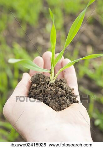 Hand holding a corn seedling View Large Photo Image Stock Photography - Hand holding a corn seedling. Fotosearch