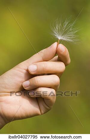 Hand holding dandelion seed View Large Photo Image Stock Photography - Hand holding dandelion seed. Fotosearch