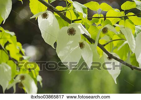 "Handkerchief tree (Davidia involucrata) flowers and leaves, native to China" View Large Photo Image Stock Photo - "Handkerchief tree (Davidia involucrata) flowers and leaves, native to China". Fotosearch
