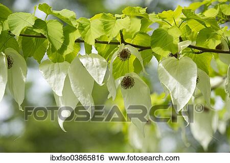 "Handkerchief tree (Davidia involucrata) flowers and leaves, native to China" View Large Photo Image Stock Photograph - "Handkerchief tree (Davidia involucrata) flowers and leaves, native to China". Fotosearch