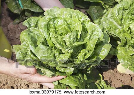 "Hands holding a lettuce on a field, Baden-Wurttemberg, Germany, Europe" View Large Photo Image Stock Photography - "Hands holding a lettuce on a field, Baden-Wurttemberg, Germany, Europe". Fotosearch