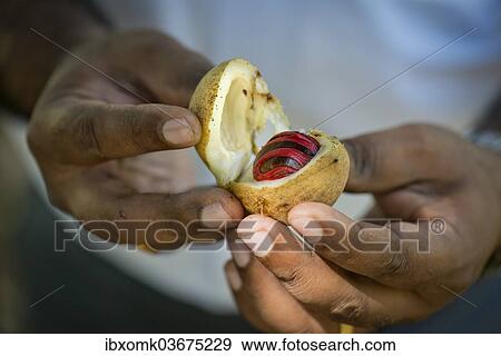 "Hands holding a nutmeg with mace (Myristica fragrans) in its shell, Peermade, Kerala, India, Asia" View Large Photo Image Stock Photo - "Hands holding a nutmeg with mace (Myristica fragrans) in its shell, Peermade, Kerala, India, Asia". Fotosearch