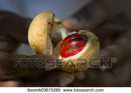 "Hands holding a nutmeg with mace (Myristica fragrans) in its shell, Peermade, Kerala, India, Asia" View Large Photo Image Stock Photography - "Hands holding a nutmeg with mace (Myristica fragrans) in its shell, Peermade, Kerala, India, Asia". Fotosearch