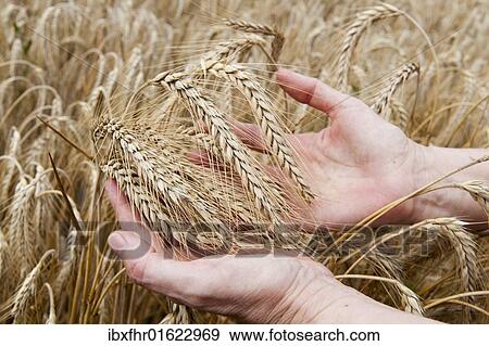Hands holding ripe ears of barley View Large Photo Image Stock Photo - Hands holding ripe ears of barley. Fotosearch