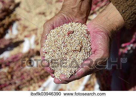 Stock Image - "Hands with quinoa seeds (Chenopodium quinoa), Huanuco Province, Peru, South America". Fotosearch