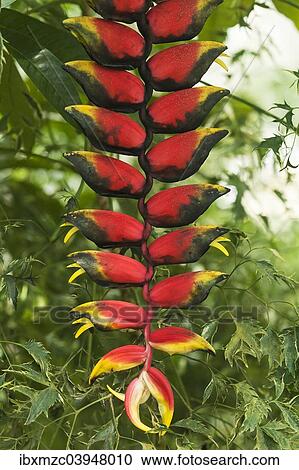 Hanging Lobster Claw (Heliconia rostrata) View Large Photo Image Stock Image - Hanging Lobster Claw (Heliconia rostrata). Fotosearch
