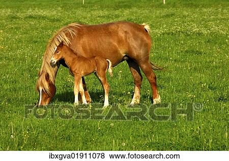 Hanoverian mare and foal in a paddock View Large Photo Image Stock Photo - Hanoverian mare and foal in a paddock. Fotosearch