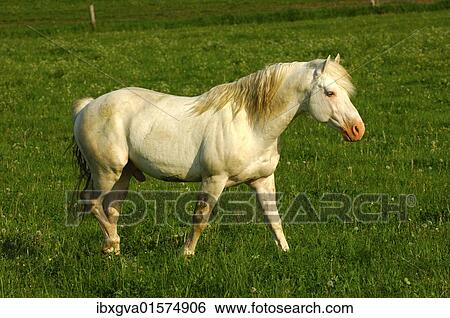 "Hanoverian stallion, white stallion in a paddock" View Large Photo Image Stock Photograph - "Hanoverian stallion, white stallion in a paddock". Fotosearch