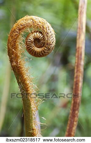 "Hapu'u pulu fern (Cibotium glaucum), a fern frond unfurling, Kilauea, Big Island, Hawaii, USA" View Large Photo Image Stock Photo - "Hapu'u pulu fern (Cibotium glaucum), a fern frond unfurling, Kilauea, Big Island, Hawaii, USA". Fotosearch