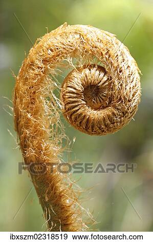 Stock Photo - "Hapu'u pulu fern (Cibotium glaucum), a fern frond unfurling, Kilauea, Big Island, Hawaii, USA". Fotosearch