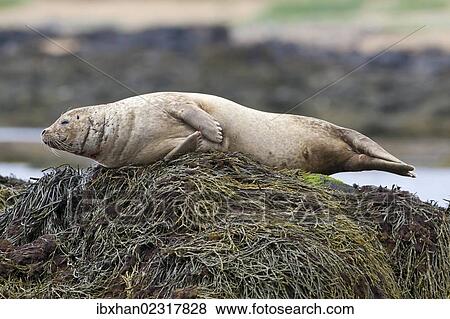 "Harbor or Harbour Seal (Phoca vitulina), Snaefellsnes, Snaefellsness, Iceland, Europe" View Large Photo Image Stock Photo - "Harbor or Harbour Seal (Phoca vitulina), Snaefellsnes, Snaefellsness, Iceland, Europe". Fotosearch
