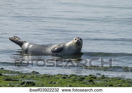 Stock Image - "Harbor seal (Phoca vitulina), Heligoland, Schleswig-Holstein, Germany, Europe". Fotosearch