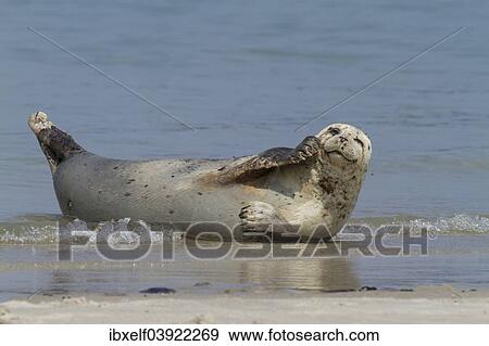 "Harbor seal (Phoca vitulina), Heligoland, Schleswig-Holstein, Germany, Europe" View Large Photo Image Stock Photo - "Harbor seal (Phoca vitulina), Heligoland, Schleswig-Holstein, Germany, Europe". Fotosearch