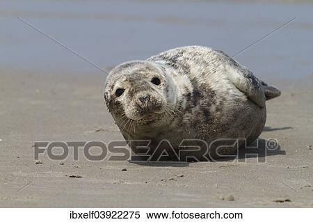 Stock Photography - "Harbor seal (Phoca vitulina), Heligoland, Schleswig-Holstein, Germany, Europe". Fotosearch