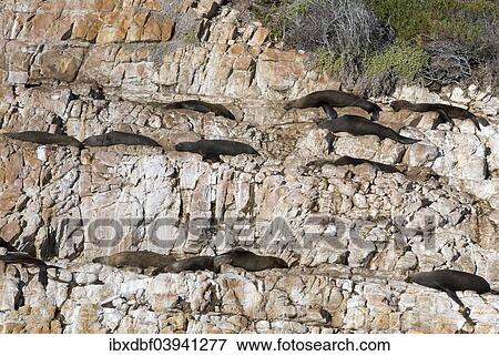 "Harbor seals (Phoca vitulina) on rocks, Plettenberg Bay, Garden Route, District Eden, Western Cape, South Africa, Africa" View Large Photo Image Stock Photo - "Harbor seals (Phoca vitulina) on rocks, Plettenberg Bay, Garden Route, District Eden, Western Cape, South Africa, Africa". Fotosearch