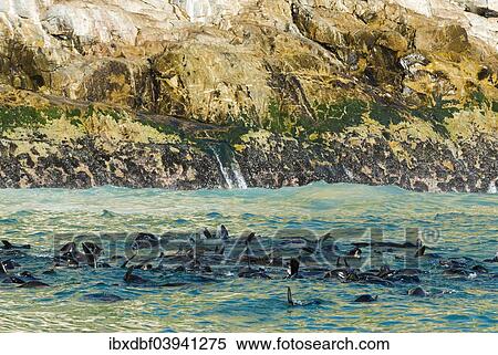 "Harbor seals (Phoca vitulina), Plettenberg Bay, Garden Route, District Eden, Western Cape, South Africa, Africa" View Large Photo Image Stock Photography - "Harbor seals (Phoca vitulina), Plettenberg Bay, Garden Route, District Eden, Western Cape, South Africa, Africa". Fotosearch