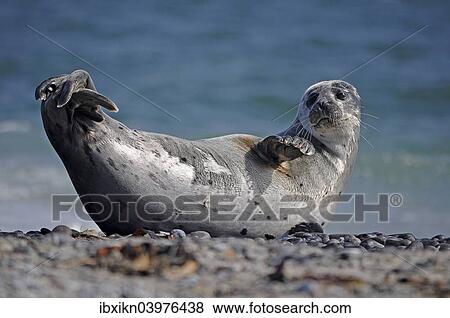 "Harbour Seal (Phoca vitulina), Dune, Heligoland, Schleswig-Holstein, Germany, Europe" View Large Photo Image Stock Photo - "Harbour Seal (Phoca vitulina), Dune, Heligoland, Schleswig-Holstein, Germany, Europe". Fotosearch