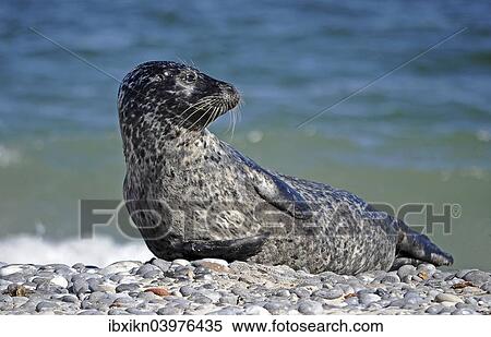 Stock Photography - "Harbour Seal (Phoca vitulina), Dune, Heligoland, Schleswig-Holstein, Germany, Europe". Fotosearch