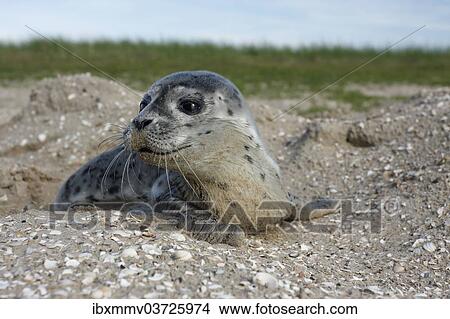 "Harbour Seal (Phoca vitulina), pup, East Frisian Islands, East Frisia, Lower Saxony, Germany, Europe" View Large Photo Image Picture - "Harbour Seal (Phoca vitulina), pup, East Frisian Islands, East Frisia, Lower Saxony, Germany, Europe". Fotosearch