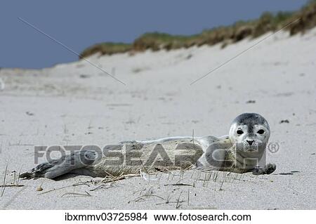 "Harbour Seal (Phoca vitulina), pup, East Frisian Islands, East Frisia, Lower Saxony, Germany, Europe" View Large Photo Image Picture - "Harbour Seal (Phoca vitulina), pup, East Frisian Islands, East Frisia, Lower Saxony, Germany, Europe". Fotosearch