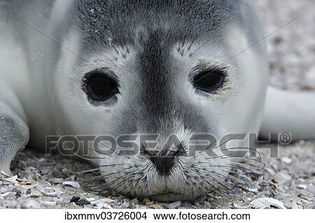 "Harbour Seal (Phoca vitulina), pup, East Frisian Islands, East Frisia, Lower Saxony, Germany, Europe" View Large Photo Image Picture - "Harbour Seal (Phoca vitulina), pup, East Frisian Islands, East Frisia, Lower Saxony, Germany, Europe". Fotosearch