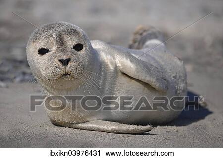 "Harbour Seal (Phoca vitulina), pup, Dune, Heligoland, Schleswig-Holstein, Germany, Europe" View Large Photo Image Stock Image - "Harbour Seal (Phoca vitulina), pup, Dune, Heligoland, Schleswig-Holstein, Germany, Europe". Fotosearch