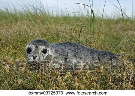 "Harbour Seal (Phoca vitulina), pup, East Frisian Islands, East Frisia, Lower Saxony, Germany, Europe" View Large Photo Image Stock Image - "Harbour Seal (Phoca vitulina), pup, East Frisian Islands, East Frisia, Lower Saxony, Germany, Europe". Fotosearch