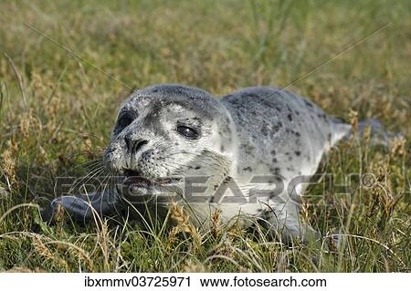 "Harbour Seal (Phoca vitulina), pup, East Frisian Islands, East Frisia, Lower Saxony, Germany, Europe" View Large Photo Image Stock Image - "Harbour Seal (Phoca vitulina), pup, East Frisian Islands, East Frisia, Lower Saxony, Germany, Europe". Fotosearch