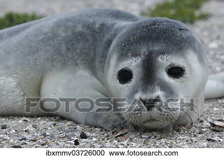 "Harbour Seal (Phoca vitulina), pup, East Frisian Islands, East Frisia, Lower Saxony, Germany, Europe" View Large Photo Image Stock Image - "Harbour Seal (Phoca vitulina), pup, East Frisian Islands, East Frisia, Lower Saxony, Germany, Europe". Fotosearch