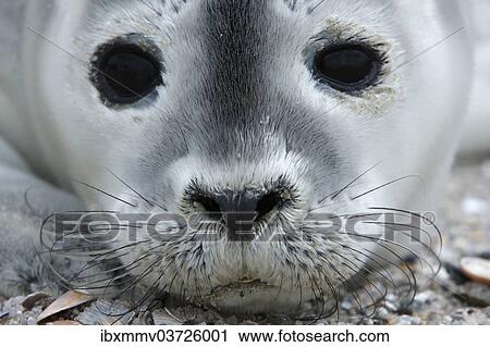 "Harbour Seal (Phoca vitulina), pup, East Frisian Islands, East Frisia, Lower Saxony, Germany, Europe" View Large Photo Image Stock Image - "Harbour Seal (Phoca vitulina), pup, East Frisian Islands, East Frisia, Lower Saxony, Germany, Europe". Fotosearch