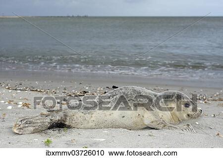"Harbour Seal (Phoca vitulina), pup, East Frisian Islands, East Frisia, Lower Saxony, Germany, Europe" View Large Photo Image Stock Image - "Harbour Seal (Phoca vitulina), pup, East Frisian Islands, East Frisia, Lower Saxony, Germany, Europe". Fotosearch