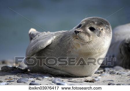"Harbour Seal (Phoca vitulina), pup, Dune, Heligoland, Schleswig-Holstein, Germany, Europe" View Large Photo Image Stock Photo - "Harbour Seal (Phoca vitulina), pup, Dune, Heligoland, Schleswig-Holstein, Germany, Europe". Fotosearch